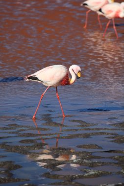 Andes flamingolar laguna colorada