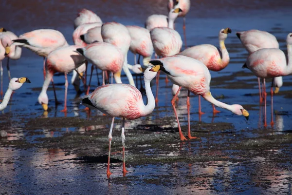 Andes Flamingos Laguna Colorada — Stock Photo, Image