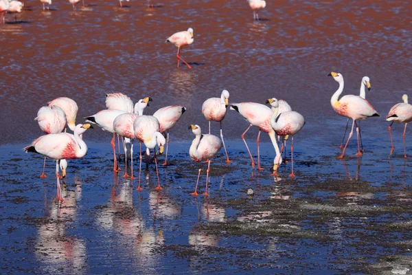 Andes Flamingos Laguna Colorada — Stock Photo, Image