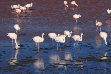 Andes flamingolar laguna colorada