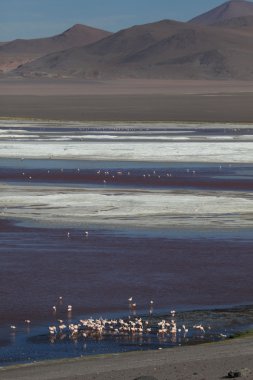 Andes flamingolar laguna colorada