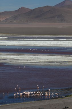 Andes Flamingos Laguna Colorada clipart