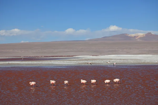 Andes Flamingo's laguna colorada — Stockfoto