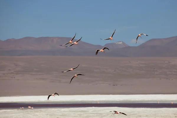 Andes Flamingos Laguna Colorada — Stock Photo, Image