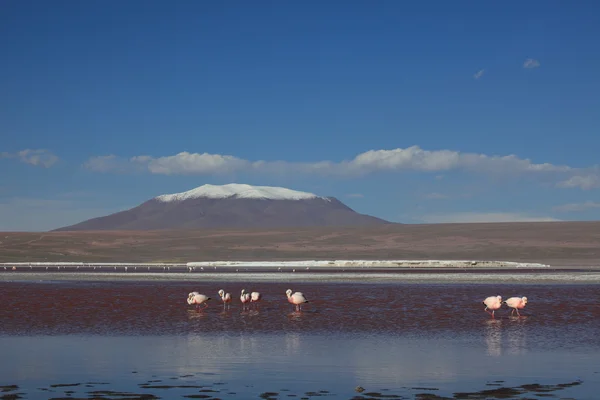 Andes Flamencos Laguna Colorada — Foto de Stock