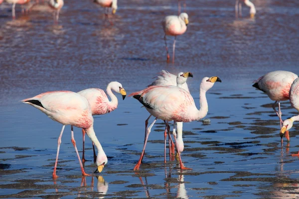 Andes Flamingos Laguna Colorada — Stock Photo, Image