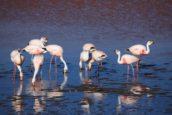 Andes Flamingos Laguna Colorada — Stock Photo, Image