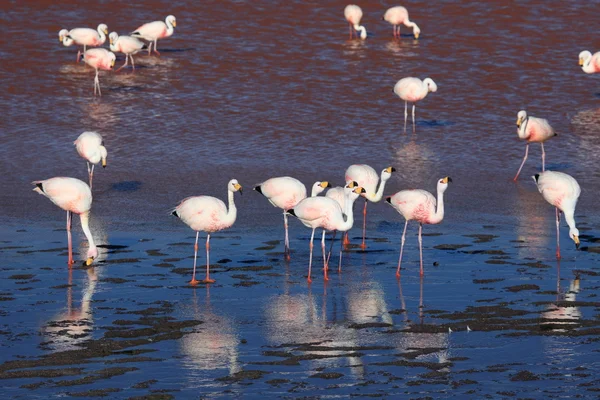 Andes Flamingos Laguna Colorada — Stock Photo, Image