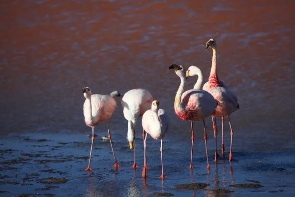 Andes Flamingos Laguna Colorada — Stock Photo, Image