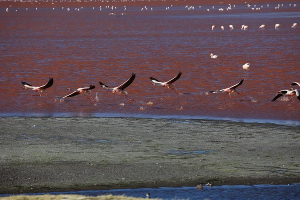 Andes Flamingos Laguna Colorada — Stock Photo, Image