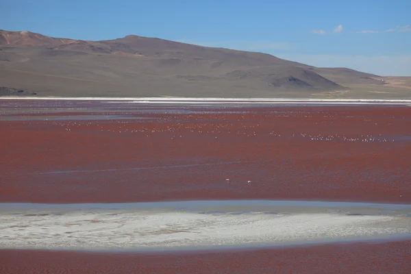 Andes Flamingo's laguna colorada — Stockfoto