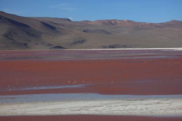 Andes Flamingo's laguna colorada — Stockfoto