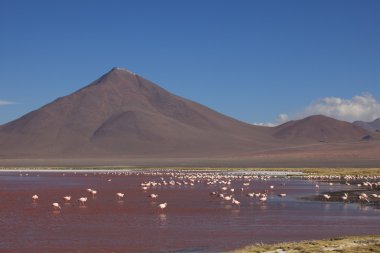 Andes flamingolar laguna colorada