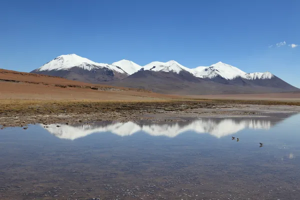 Laguna celeste altiplano Boliwii — Zdjęcie stockowe