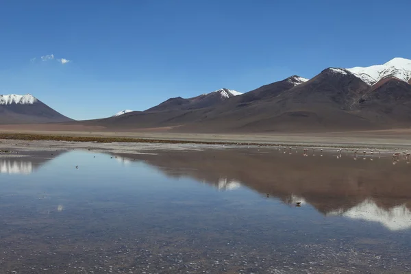 Laguna Celeste Altiplano Bolívia — Fotografia de Stock