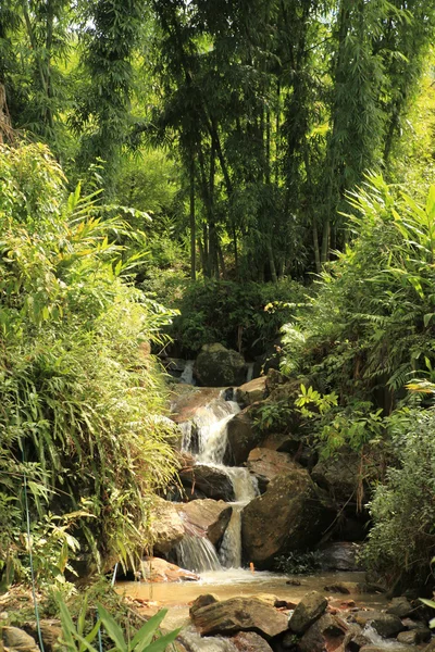 Dschungel Vietnam — Stockfoto