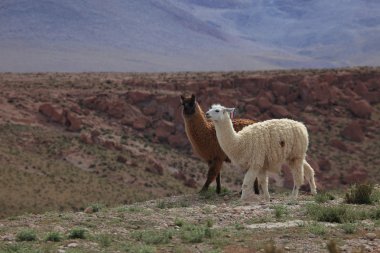 Lama andes Highlands