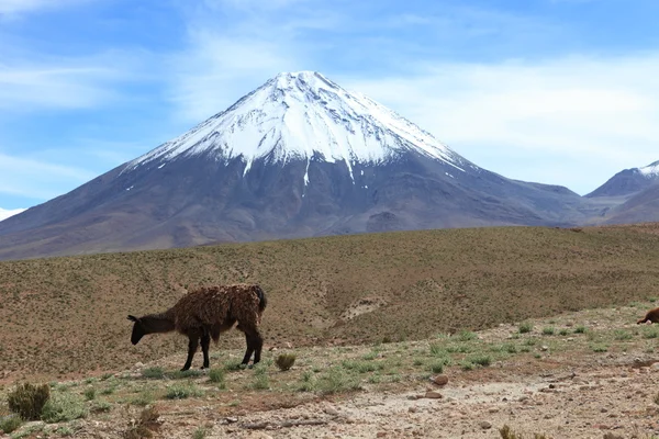 Вулкан и Лама в Чили — стоковое фото