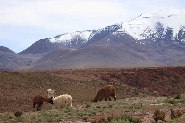 Лама в Андах — стоковое фото