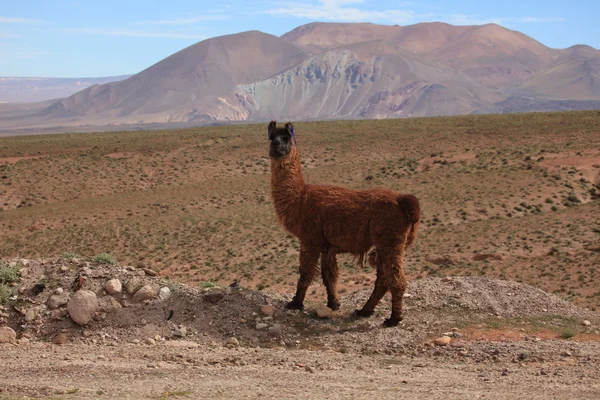 Llama nas Terras Altas dos Andes — Fotografia de Stock