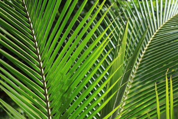 ジャングルの中のヤシの葉 — ストック写真