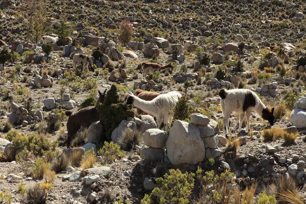 Llama. — Foto de Stock