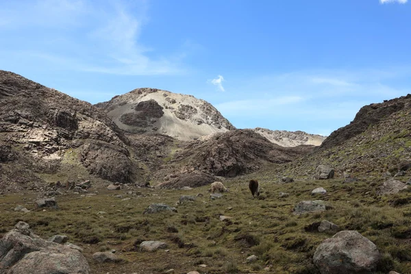 Cerro rico bolivien — Stockfoto