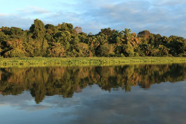 Amazon Jungle — Stock Photo, Image