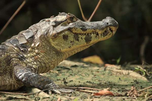 Alligator — Stock Photo, Image