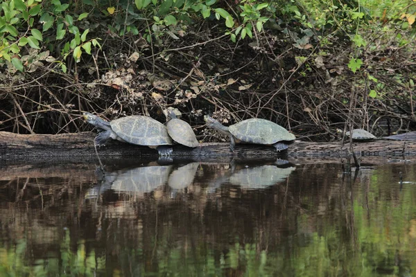 Schildpadden — Stockfoto