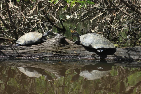 Schildpadden — Stockfoto