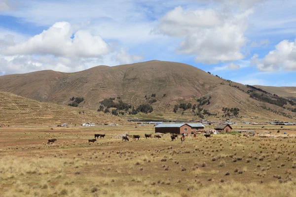 Altiplano w Peru — Zdjęcie stockowe