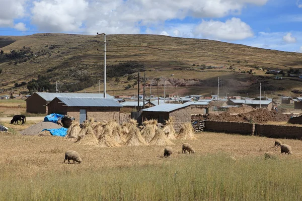 O altiplano no peru — Fotografia de Stock