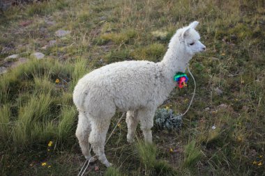 Llamas in Peru clipart