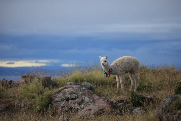 Llamas en Perú — Foto de Stock