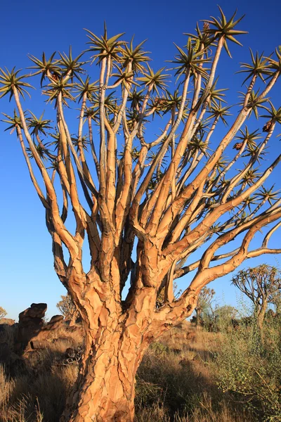 Quiver Tree Forest in Namibia — Stock Photo, Image