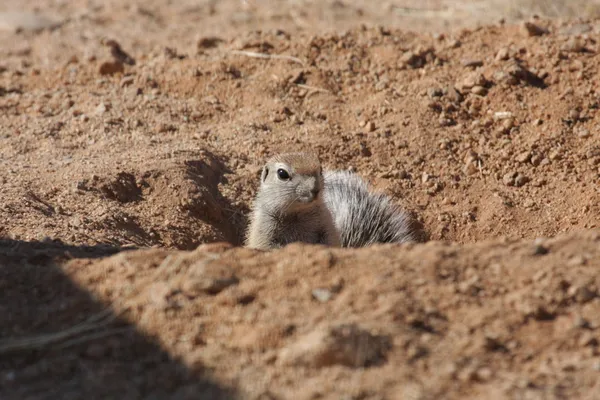 Un chien de prairie en Namibie — Photo