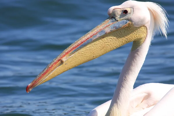 Ein rosa Pelikan im Fliegen — Stockfoto