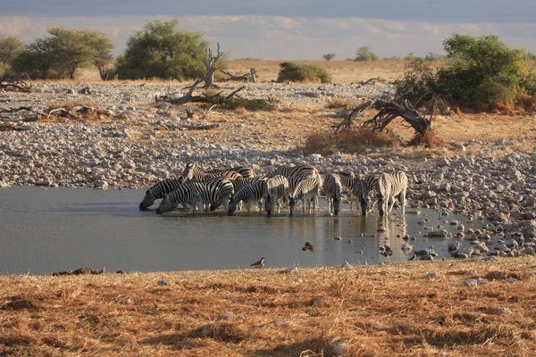 Zebra 's — Stockfoto