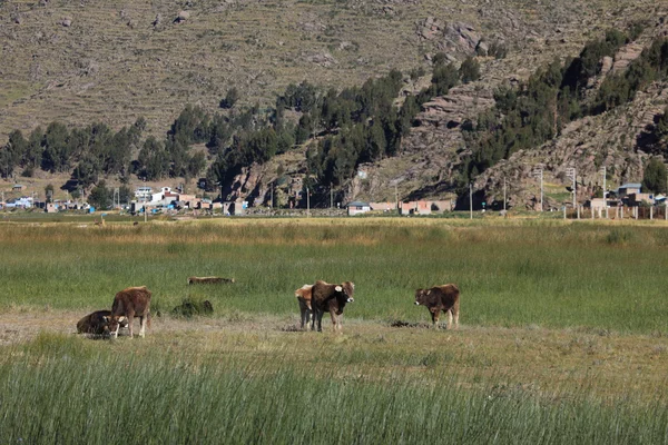 Village and Terrace Farming at Island Taquile Lake Titicaca — Stock Photo, Image