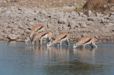 Springbok bir ziyarette200