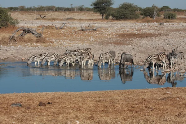 Zebre a una pozza d'acqua — Foto Stock