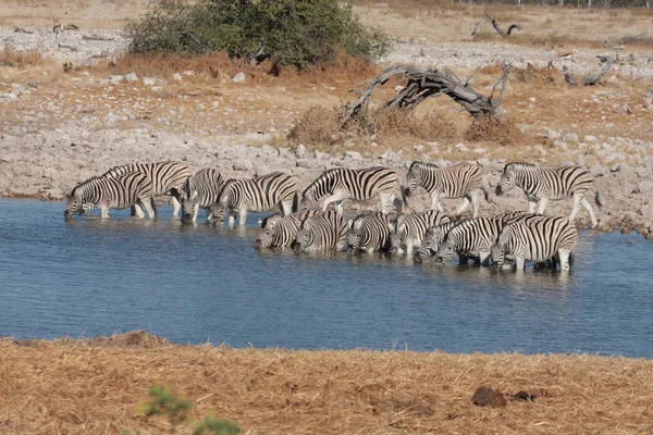 Zebre a una pozza d'acqua — Foto Stock