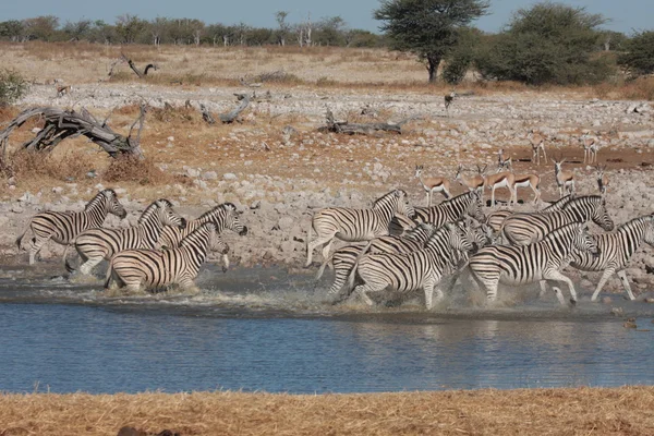 Cebras en un pozo de agua — Foto de Stock