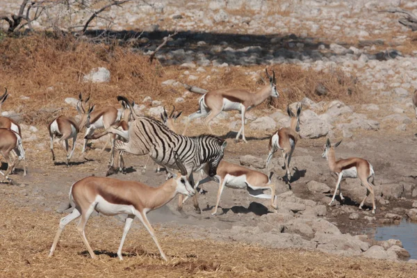 Springbok bir ziyarette200 — Stok fotoğraf