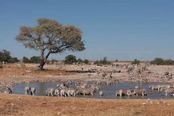 Zebra's op een waterput — Stockfoto