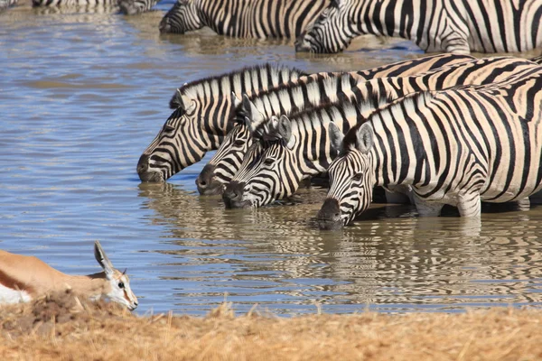 Zebras at a Waterhole — Stock Photo, Image