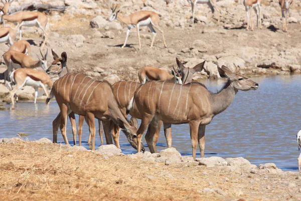 Kudu a Etosha — Foto Stock