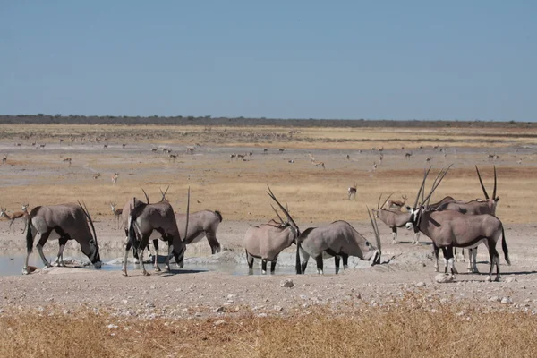 Oryx Antelope en Etosha —  Fotos de Stock