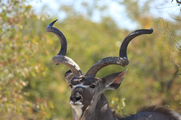 En större kudu antilope i etosha — Stockfoto